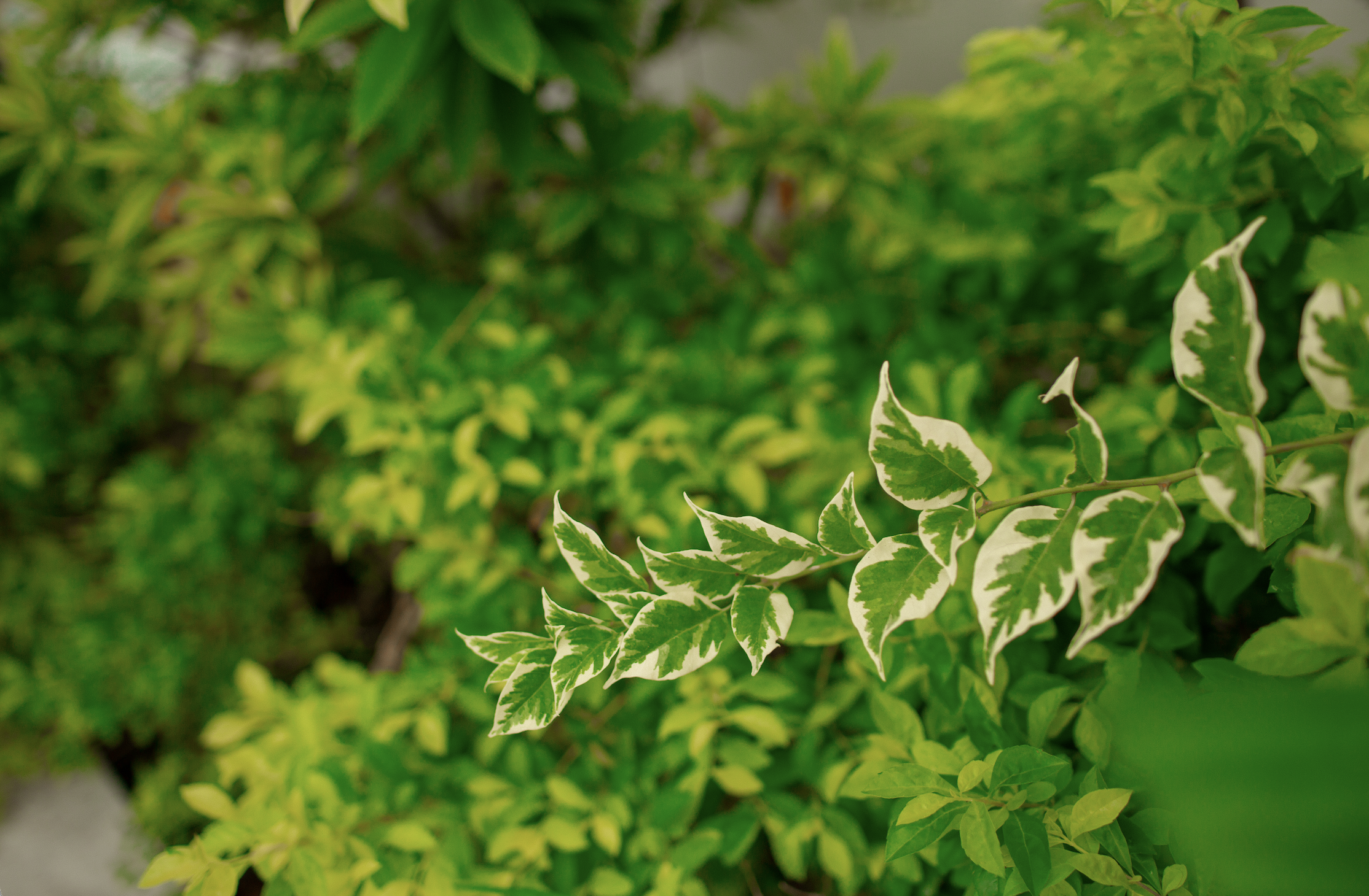 Жизнь и творчество в Истинном Я — обложка